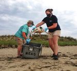 Turtle Rescue Season New Tagging Technology for Leatherbacks Cool Jobs - It's time to live blue - New England Aquarium