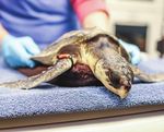 Turtle Rescue Season New Tagging Technology for Leatherbacks Cool Jobs - It's time to live blue - New England Aquarium