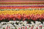 Sensational Washington! - April 26-30, 2022 Featuring the Skagit Valley Tulip Festival, First Dakota National Bank