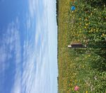 Forage and Habitat for Pollinators in the Northern Great Plains-Implications for U.S. Department of Agriculture Conservation Programs