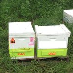 Forage and Habitat for Pollinators in the Northern Great Plains-Implications for U.S. Department of Agriculture Conservation Programs