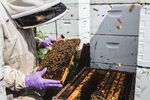 Forage and Habitat for Pollinators in the Northern Great Plains-Implications for U.S. Department of Agriculture Conservation Programs