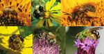 Forage and Habitat for Pollinators in the Northern Great Plains-Implications for U.S. Department of Agriculture Conservation Programs