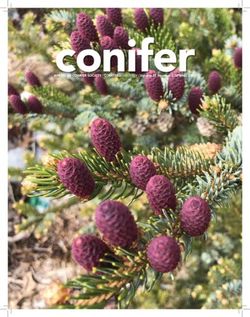 Conifer - AMERICAN CONIFER SOCIETY