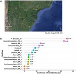 First record of a new microsporidium pathogenic to Gonipterus platensis in Brazil