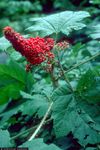 Native Plant Protocol - University of Washington