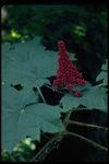 Native Plant Protocol - University of Washington