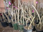Native Plant Protocol - University of Washington