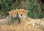 ITINERARY FOR HIGHLIGHTS OF SOUTHERN AFRICA 2020 - South Africa, Zimbabwe & Botswana - andBeyond