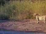 ITINERARY FOR HIGHLIGHTS OF SOUTHERN AFRICA 2020 - South Africa, Zimbabwe & Botswana - andBeyond