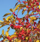 Fruits of Autumn - Arnold Arboretum
