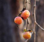 Fruits of Autumn - Arnold Arboretum