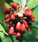 Fruits of Autumn - Arnold Arboretum