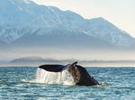 Magnificent New Zealand Christmas & New Year - Distant ...