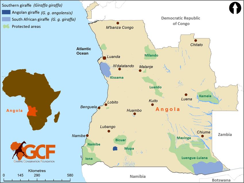Republic of Angola Giraffe Conservation Status Report - Giraffe