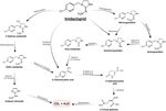 Role of Insect Gut Microbiota in Pesticide Degradation: A Review