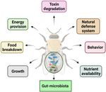 Role of Insect Gut Microbiota in Pesticide Degradation: A Review