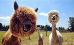 Alpaca Industry of Peru-March 2019 - South Africa ...