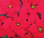 Poinsettia Culture Guide - Propagation - Syngenta Flowers