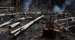 Amazon fires: Brazilian rainforest burning at record rate (83% up), space agency warns