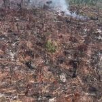 Amazon fires: Brazilian rainforest burning at record rate (83% up), space agency warns