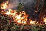 Amazon fires: Brazilian rainforest burning at record rate (83% up), space agency warns