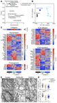 Conduit integrity is compromised during acute lymph node expansion - bioRxiv