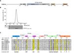 SUBSTRATE AFFINITY AND SPECIFICITY OF THE SCSTH1P BROMODOMAIN ARE FINE-TUNED FOR VERSATILE HISTONE RECOGNITION - BIORXIV