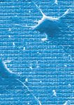 BioMAT 2019 08 - May 2019 Weimar, Germany - Program - Deutsche Gesellschaft f&uuml;r Materialkunde eV