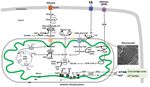 Metabolic Flexibility and Mitochondrial Bioenergetics in the Failing Heart. Therapeutic Approaches - Romanian Journal of Cardiology