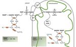 Metabolic Flexibility and Mitochondrial Bioenergetics in the Failing Heart. Therapeutic Approaches - Romanian Journal of Cardiology