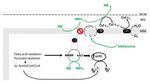 Metabolic Flexibility and Mitochondrial Bioenergetics in the Failing Heart. Therapeutic Approaches - Romanian Journal of Cardiology