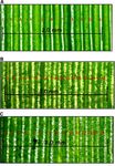Improvement of photosynthesis in rice (Oryza sativa L.) by inserting the C4 pathway