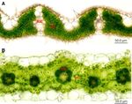 Improvement of photosynthesis in rice (Oryza sativa L.) by inserting the C4 pathway