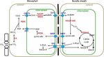 Improvement of photosynthesis in rice (Oryza sativa L.) by inserting the C4 pathway