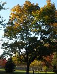 Norway Maple Best Management Practices in Ontario - (Acer platanoides) - Ontario Invasive Plant Council