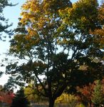 Norway Maple Best Management Practices in Ontario - (Acer platanoides) - Ontario Invasive Plant Council