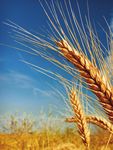 The growing consumption of bread and baked goods in Indonesia - AN OPPORTUNITY FOR AUSTRALIAN WHEAT - Aegic