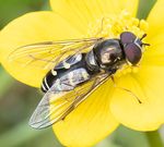 Shetland's Hoverflies - Shetland Amenity Trust