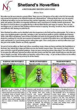 Shetland's Hoverflies - Shetland Amenity Trust