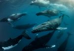 SWIM WITH HUMPBACKS KINGDOMOFTONGA JULY-OCTOBER2020 - WHALES UNDERWATER