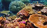 Great Barrier Bleached - Coral bleaching, the Great Barrier Reef and potential impacts on tourism