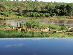 HIPPO SANDS RIVER LODGE - MJEJANE GAME RESERVE FRACTIONAL OWNERSHIP RESALE