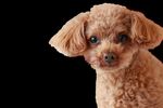 OBJECTION RE: DEVELOPMENT APPLICATION - JERRARA DOG BREEDING AND SALES DEVELOPMENT APPLICATION 10.2021.253.1