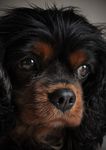OBJECTION RE: DEVELOPMENT APPLICATION - JERRARA DOG BREEDING AND SALES DEVELOPMENT APPLICATION 10.2021.253.1