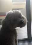 OBJECTION RE: DEVELOPMENT APPLICATION - JERRARA DOG BREEDING AND SALES DEVELOPMENT APPLICATION 10.2021.253.1