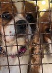 OBJECTION RE: DEVELOPMENT APPLICATION - JERRARA DOG BREEDING AND SALES DEVELOPMENT APPLICATION 10.2021.253.1