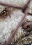 OBJECTION RE: DEVELOPMENT APPLICATION - JERRARA DOG BREEDING AND SALES DEVELOPMENT APPLICATION 10.2021.253.1