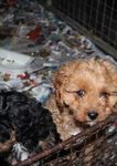 OBJECTION RE: DEVELOPMENT APPLICATION - JERRARA DOG BREEDING AND SALES DEVELOPMENT APPLICATION 10.2021.253.1