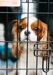 OBJECTION RE: DEVELOPMENT APPLICATION - JERRARA DOG BREEDING AND SALES DEVELOPMENT APPLICATION 10.2021.253.1
